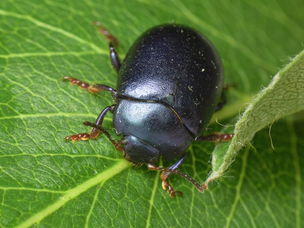 Chrysolina sturmi polonica (Weise, 1884)
